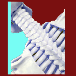 https://www.facet-joint-pain.com/facet-joint-osteophytes/